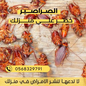 شركة مكافحة حشرات في ام القيوين