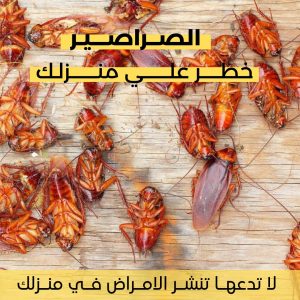 شركة مكافحة حشرات في عجمان